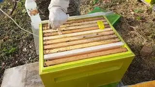 чистопородные матки бакфаст,уходят на зимовку, сильными семьями.#beekeeper #beekeeping #пчеловодство