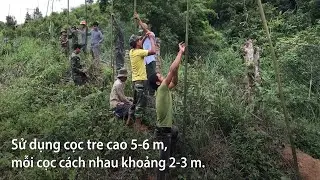 Dựng lưới cao 6 m chặn voọc tấn công người