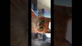 твоя девушка тоже просит?😁