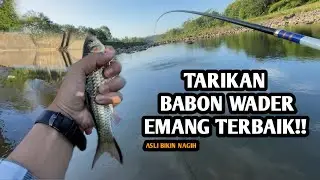 WADER BABON PULL IS THE BEST!! Fishing for wader fish using the Boro Dam spot whip technique
