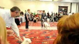 International Competition Winner