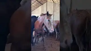 ЭКСКЛЮЗИВ 11. СОВЕТ МОЛОДЫМ 2 #horse #айгыр #жылқылар #жылқы #жылқышы #бордақылау #атбеги #казак