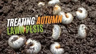 How To Treat Autumn Lawn Pests