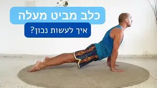 כלב מביט מעלה - איך לעשות נכון