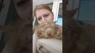 Мейн Кун.Кот Джокер. Как же мы любили целовашечки.