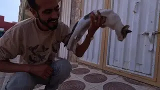 The cat got scared and jumped out of my lap when I imitated her purring.