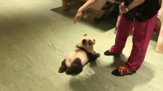 Chow chow makes tricks after my lessons