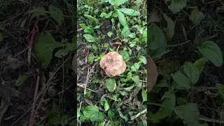 грибы на жарёху прямо в городе