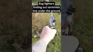 Helldivers that fight AUTOMATONS vs TERMINIDS #helldivers2 #memes