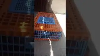 السلام عليكم تعويد الحمام ياكلين في الشيالاات ضروري
