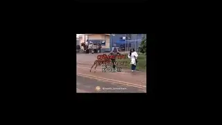 Застукал на месте.Приколы с животными..Смешные/ говорящие животные/юмор с животными.