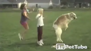 Amazing Jump Roping Dog - PetTube