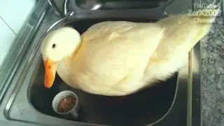 Откормленная утка [Well-fed duck]