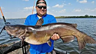 Shallow GIANT Spring Channel CATFISH!