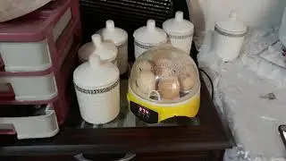 Kurkta  ki tavuk öldü