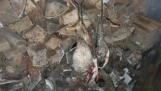 Один день охоты