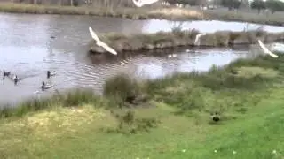 Les canards et les goélands