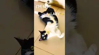 Is My Cat Lazy or Cute?  😹 #rescuekitty #kitten #cat #catshorts