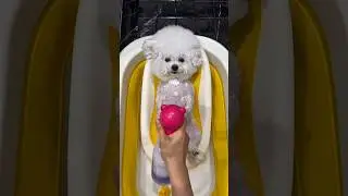 ¡Me Convertí en un Muñeco de Nieve Durante Mi Baño! 🐶🛁🫧
