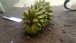 Saging Saba  Sa Garden