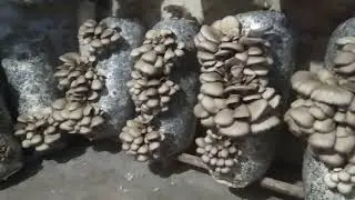 Growing Oyster Mushrooms Without Mycelium and Harvesting