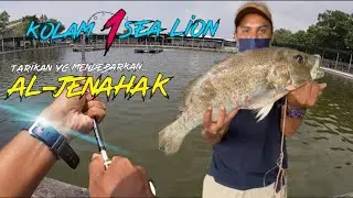 🔵Kolam 1 Sea Lion | Mancing kolam air masin #jenahak #bantalemas #goldensnapper #shimanoalivio