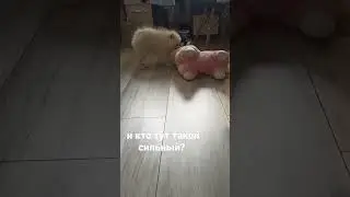 who is so strong here? #рекомендации #animals #животные #шортс #shorts #лама #lama #dog #собака #шпи