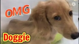 Updated Dog Pricelist Japan Pet Shop
