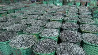 Visitei o maior comércio de açaí do mundo - Mercado ver-o-peso (Belém-PA)