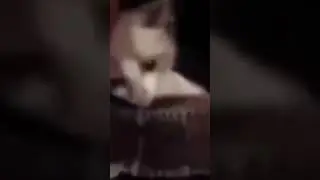 funny cat 😺 