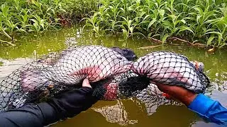 TERNYATA MASIH ADA IKAN SEGINI DI WADUK MULUR