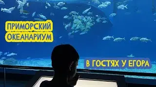 🐋 В гостях у Егора. Приморский океанариум. 32 выпуск. 11.08.2023