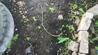 жестокая расправа