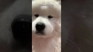 Awoo floof #youtube #puppy #samoyedpuppy #youtubeshorts #viral #samoyed #yt #pets #fyp #shorts #reel