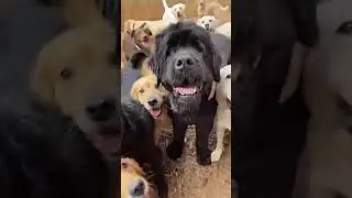 Наши меньшие братья, какие они классные!