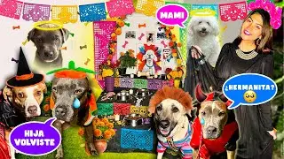3 AM 🪦 ESPERANDO a OSITA y a CARI en SU ÚLTIMO ALTAR 😭 ¡Toda la familia perruna se DISFRAZÓ!🥹