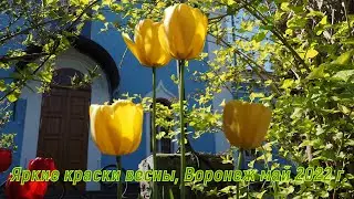 Яркие краски весны, Воронеж май 2022 г 