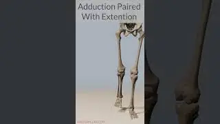 Understand Hip Adduction!