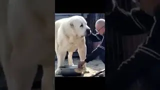 What is the name of this dog 