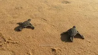La GUYANE EN FAMILLE Bonus - Bébés luths.