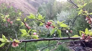 Цветение деревьев весной