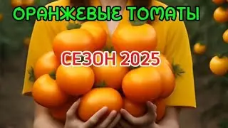 ТОМАТЫ 2025! ЯРКИЕ И ВКУСНЫЕ! ОРАНЖЕВОПЛОДНЫЕ.