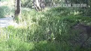 Заповедный водопой июль