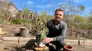 23 ՏԱՐԵԿԱՆ ԱԼՈԵ - 23 ЛЕТ АЛОЭ - 23 YEARS OLD ALOE