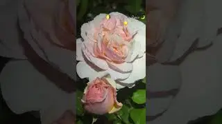 🌙 moonlight in Paris Rose is a soft, delicate, ruffly sweet romance 💘 rose to delight your senses