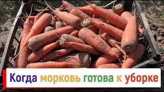 Когда убирать морковь? Я ориентируюсь на саму морковь и всегда знаю, когда пришло время убирать