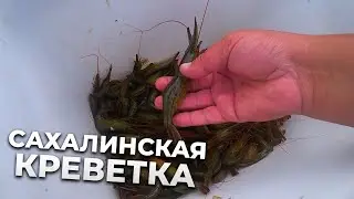Ловля сахалинской креветки: Улов в море на ловушки!