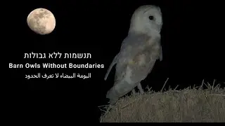 תנשמות ללא גבולות  -Barn Owls Without Boundaries
