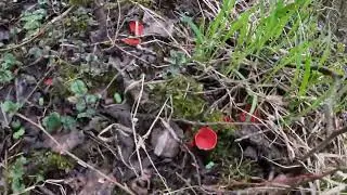 Гриби.