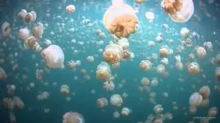A swim through Jellyfish Lake, Palau.